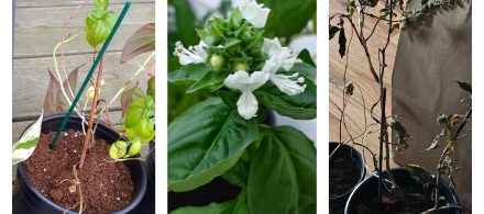 A collage with three images, where the images show the life cycle of a basil plant. The beginning, the growth, and the dying out of a plant, in a three image collage.